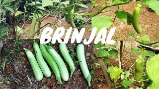 Eggplant in our home yard | Brinjal in our home yard