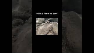 Dive into the bermuda depths: mermaid's view #ocean #underwater #fok