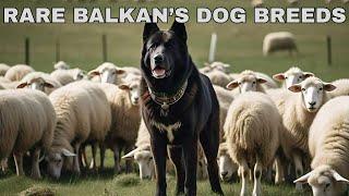 10 Incredible Balkan Dog Breeds You’ve Never Heard Of