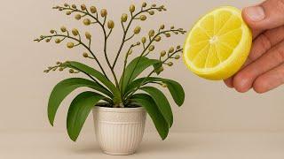 Place 1 piece under the orchid! Suddenly 100 branches will appear and bloom all year round