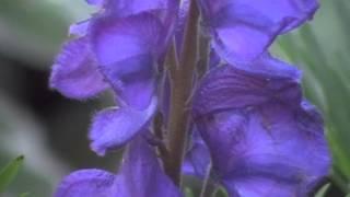 Aconitum napellus, monkshood, a poisonous beauty