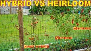 Why Do HYBRID Tomatoes Perform Better? Hybrid VS Heirloom Seeds EXPLAINED!