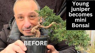 Young Juniper Shimpaku transformed into mini bonsai in first styling