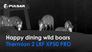 Dinner time for wild boars | Thermion 2 LRF XP50 PRO | By Night Vision Viking