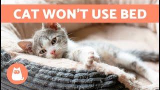 How to Make My CAT SLEEP in Their Own BED ️ (7 Tips)