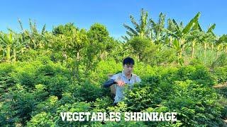 Harvest Vegetables Shrinkage Garden Goes To Market Sell - Cooking | MapEm85