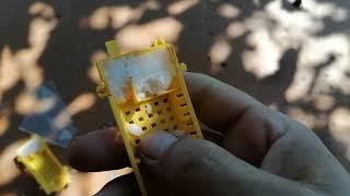 Пакетное пчеловодство В чём причина? Матки умерли в клеточке