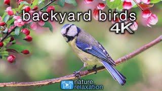 Backyard Birds (4K) 2 Hour Ambient Nature Film with Real Bird Sounds - Washington State