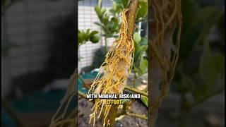 marcotting or grafting Lemon techniques #marcotting #grafting #shorts  #satisfying