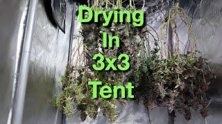 Drying cannabis in a 3x3 tent