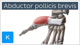 Abductor pollicis brevis muscle - O& I, Function & Innervation - Anatomy | Kenhub