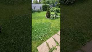 Клевер атаковал газон