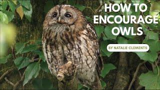 How to Encourage Owls to Your Woodland