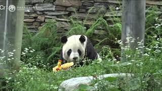 7.19 Tai Shan's July Panda Group Birthday Event #cute #panda #taishan #fy #pandalover #eatingshow