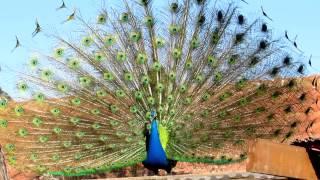 Páv korunkatý, Pavo cristatus, Indian peafowl