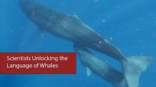 Can We Talk to Whales?