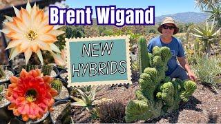 New Cactus Hybrids with Brent Wigand