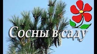 Сосны на участке - голубые и не только! Чего им не хватает?