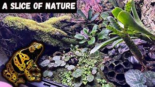 Poison Dart Frog Bioactive Vivarium Set Up Tutorial