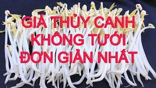 Cách Làm Giá Thủy Canh Không Cần Tưới Đơn Giản Nhất Không Lót Vải - Grow Bean Sprout No Watering