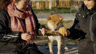 在手工美食和狗粮面前，狗狗会怎么选呢？