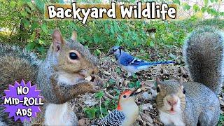 Entertain Your Pets with Squirrels & Birds | 10 Hours of Uninterrupted Cat TV & Dog TV | Nature