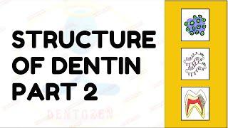 Dentinal Tubules | Dentin Histology | Structure of Dentin