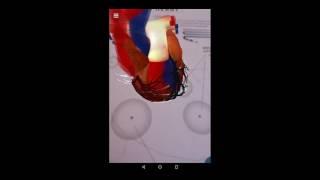 Anatomy 4d App Demo