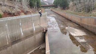 Wildlife officer and mountain lion perform acrobatic stunt during rescue from soon-to-be flooded...