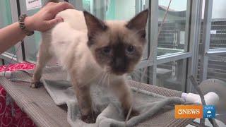 Rescue Tales: Poppy the Siamese kitten