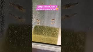 Малёк анциструса #аквариум #рыбки #анциструс #аквариумныерыбки #сомик #shorts