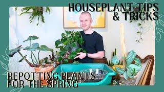 Repotting Plants For The Spring | Houseplant Tips & Tricks Ep. 31