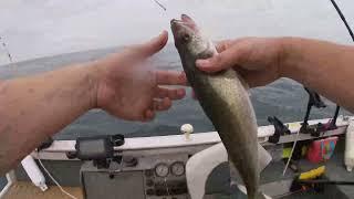 Walleye Fishing with Spoons and Worm Harnesses (Lake Erie)