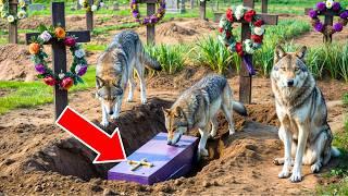 A PACK OF WOLVES UNEARTHED A NEW COFFIN. AFTER OPENING IT, PEOPLE WERE IN SHOCK!