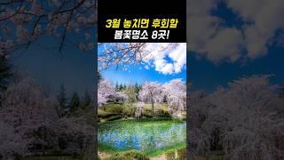 올 봄 놓치면 후회할 3월 여행지 추천 봄꽃명소 TOP8