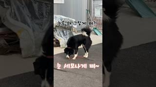 ep.2 아침 산책 길 지나가면 계속 짖는 녀석 눈을 왜 그렇게 떠 착한 눈 떠라. 세모나게 떠 ￼#아침산책친구 #이웃개 #이웃강아지 #이젠안짖네 #이제우리친구지 ?