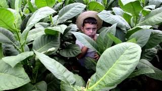 Tabaco y campo cubano. Cuban countryside . Pinar del Rio. Viñales. Cuba