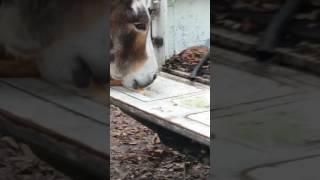 Donkey (Ziggy) has the cat by the tail!