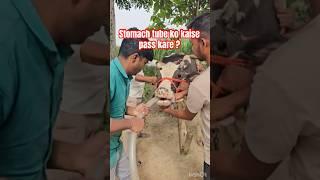 Stomach tube ko kaise pass kare ? I dr Umar Khan