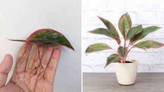 Simple method for growing Aglaonema with leaves