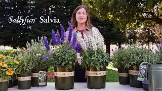 Monrovia | Sallyfun™ Salvia