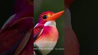 THE PHILIPPINE DWARF KINGFISHER