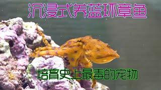 沉浸式養藍環章魚，137天兩隻藍環帶來的意外驚喜，直刺激超有趣