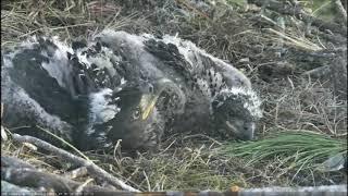 AEF NEFL Eagle Cam 1 13 2018 Sky and Spirit enjoying each other by Flyeagle78