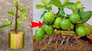 Propagating guava trees with branches is super simple, using banana trees as a stimulator