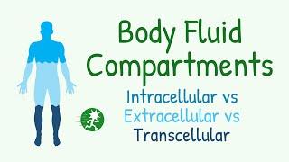 Body Fluid Compartments | Intracellular Fluid vs Extracellular Fluid, Transcellular Fliud