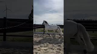 Play full Pistolero enjoy his training outside #equestrian #dressage #caballos #prehorse #лошади