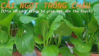 Cách trồng cải ngọt trong chậu (từ gieo hạt đến thu hoạch) | How to grow choysum