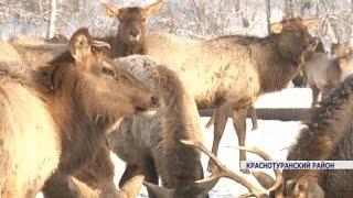 Животноводы юга края взялись за разведение оленей