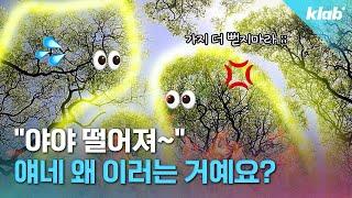 나무끼리도 서로 영역전개를 한다고요? 진짜인지 알아봄;;｜크랩